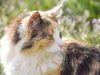 Simak Keunikan Kucing Calico, Asal-usul dan Ciri-cirinya