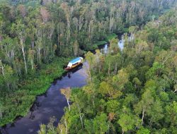 Taman Nasional Tanjung Puting, Wisata Alam yang Mirip Amazon di Indonesia