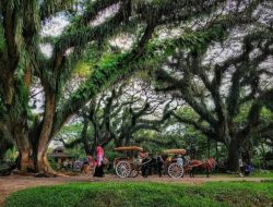 De Djawatan Banyuwangi, Hutan Ajaib yang Menghidupkan Mimpi dan Dongeng!