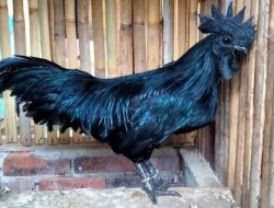 Mitos Ayam Cemani: Mengapa Darah Hitamnya Dikaitkan dengan Penyembuhan dan Upacara Adat?