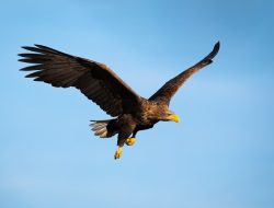 Burung Garuda, Mitos atau Nyata? Ini Penjelasanya!