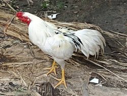 Mitos Ayam Tulak: Primadona Baru di Dunia Ayam Hias