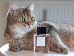 Metode Memberikan Parfum ke Kucing: Langsung Semprot atau Usap Tangan?