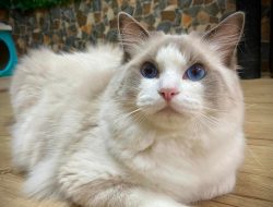 Kucing Ragdoll: Kecantikan yang Menawan dalam Dunia Kucing