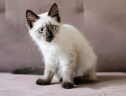 Kucing yang Cocok untuk Pemula: Ada 11 Ras yang Populer untuk Anak