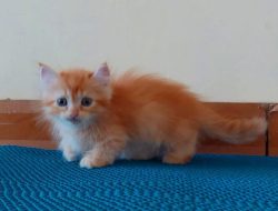 Mengenal Lebih Dekat Kucing Munchkin: Pesona Kecil dengan Kaki Pendek