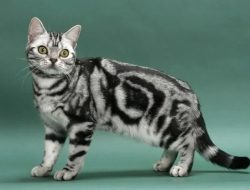 Penampilan Unik Kucing Gray Tabby: Karya Alami yang Memukau