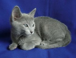 Kucing Russian Blue: Elegansi dan Kecantikan dalam Bulu Biru