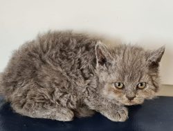 Selkirk Rex: Ras Kucing yang Unik dengan Bulu Keriting