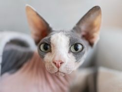 Kucing Tanpa Bulu, Sphynx yang Lucu