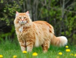 Maine Coon: Kucing Terkuat dengan Kepribadian Mengagumkan