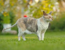 Cornish Rex: Kucing Berbulu Ikal yang Menawan