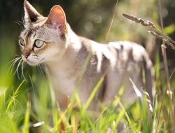 Ras Kucing Singapura: Kecil Namun Penuh Pesona