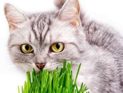 Apakah Baik Jika Kucing Makan Rumput? Ini Penjelasanya