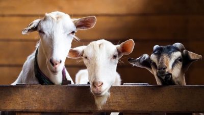 Kurang Lebih, 32 Ribu Hewan Kurban Dikurbankan di Hari Raya Idul Adha 1445 H di Depok
