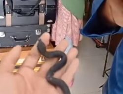 Gegara Ibu-ibu Panik, Petugas Damkar di Depok Evakuaksi Ular Mainan, Hmmm…?