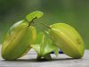 Manfaat Buah Belimbing bagi Kesehatan Tubuh