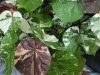Apa Itu Tanaman Variegata ? Keunikan, Penyebab, dan Cara Merawatnya, Ini Penjelasanya!
