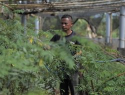 Ubah Lahan Kritis Jadi Hijau dan Produktif, PLN Kembangkan Ekosistem Biomassa Berbasis Pertanian Terpadu