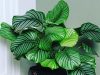 Tanaman Calathea: Si Cantik dengan Pola Daun yang Unik