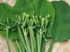 8 Manfaat Sayur Genjer bagi Kesehatan Tubuh