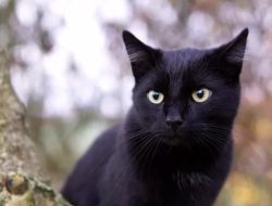 Asal-Usul Mitos Kucing Hitam Membawa Kesialan dan Faktanya